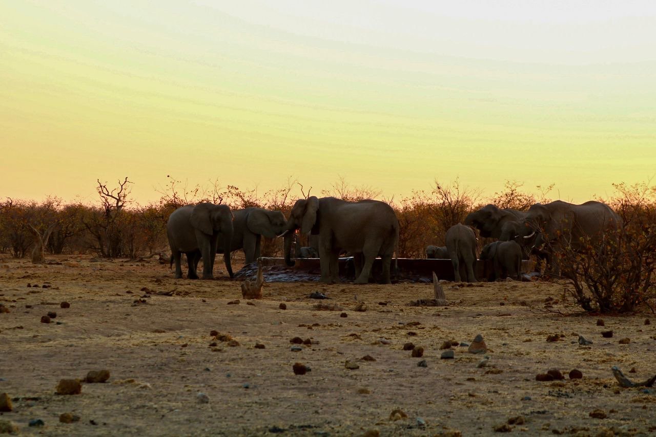 Botswana 1 - Elephants