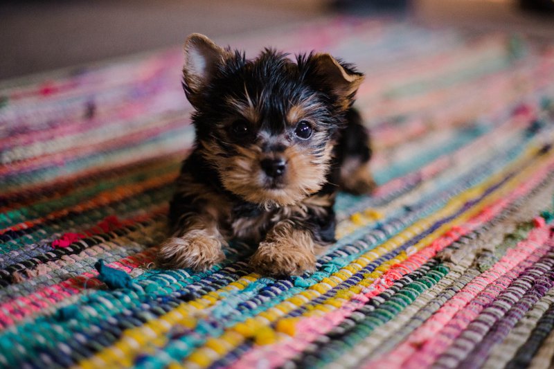 Puppy Yoga