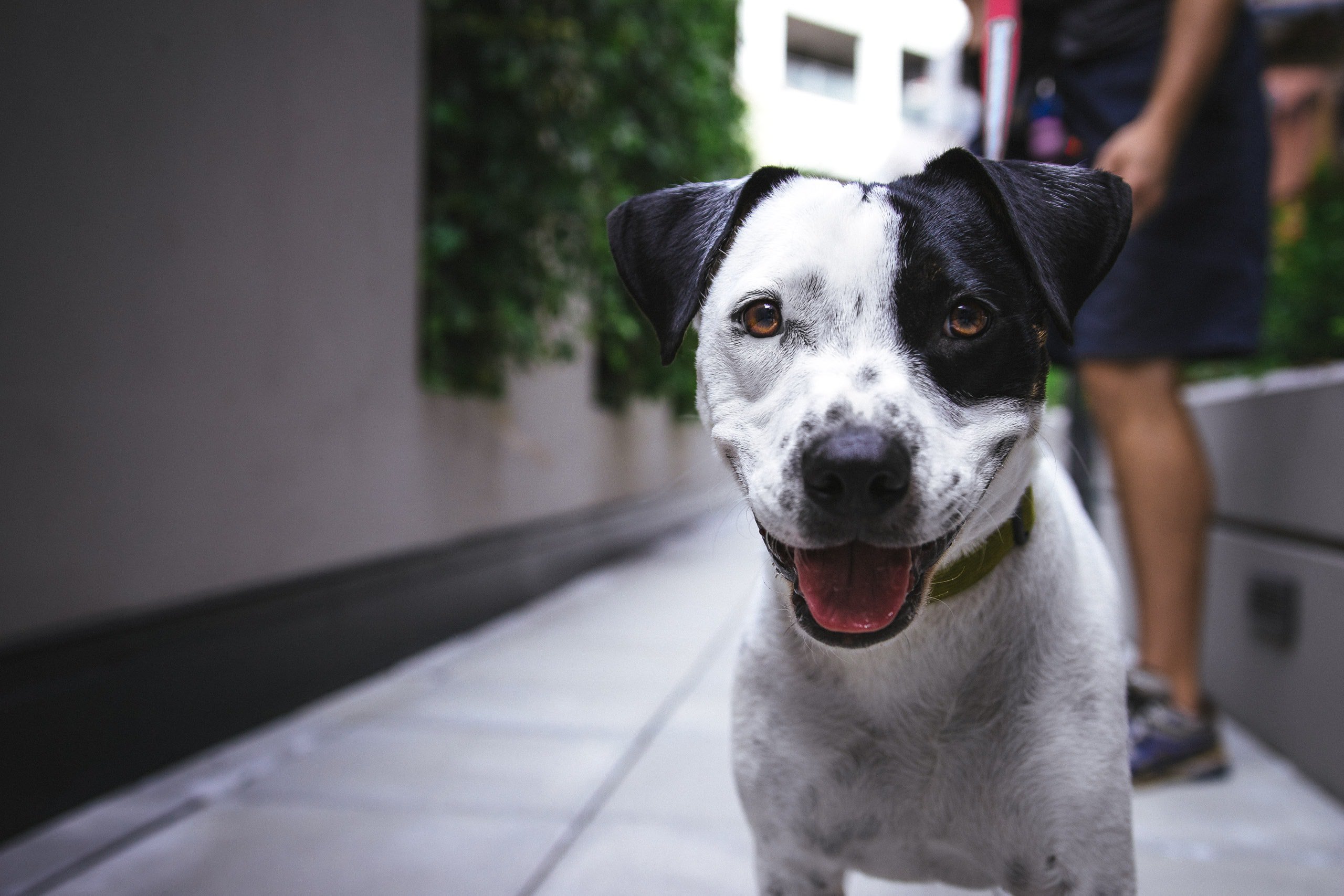 A picture of a dog. BUT it's definitely not the dog in question.