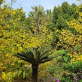 Cycad and other plants