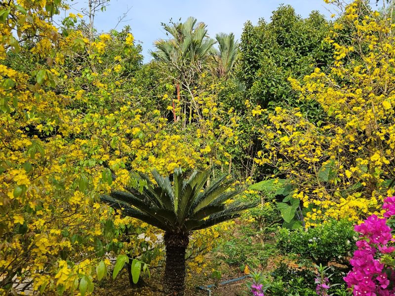 Cycad and other plants