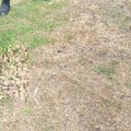 A FAMILY on the KZN North Coast made a gruesome discovery when their dogs brought home a decomposed human skull.