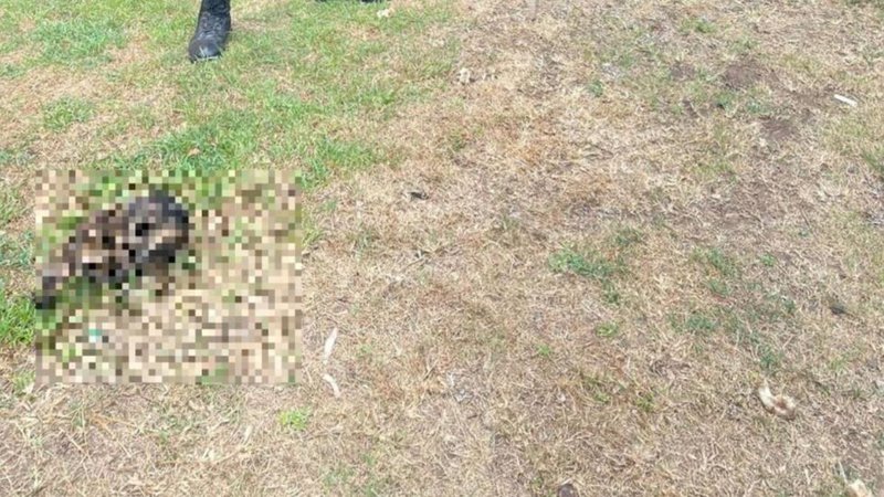 A FAMILY on the KZN North Coast made a gruesome discovery when their dogs brought home a decomposed human skull.