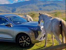 A white horse places mouth on the bonnet of a silver Haval