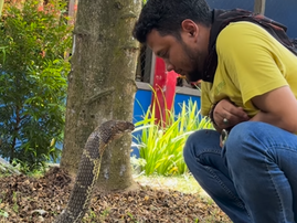 A man has a stare down with a cobra