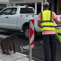 A patrolman helping baboons cross the road in Simonstown