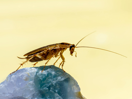 Cockroach in macro photography