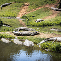 Crocodiles laying in the sun at the Crocworld in KZN