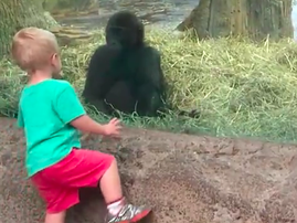 A child and gorilla playing hide-and-seek will melt your heart