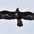 Golden eagle soars again after rescue in Tunisia
