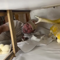 Snake striking at handler who is taking her eggs