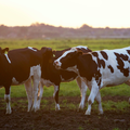 Three black and white cows standing on a field