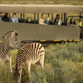 UBER_SAFARI_WILD_PHOTO